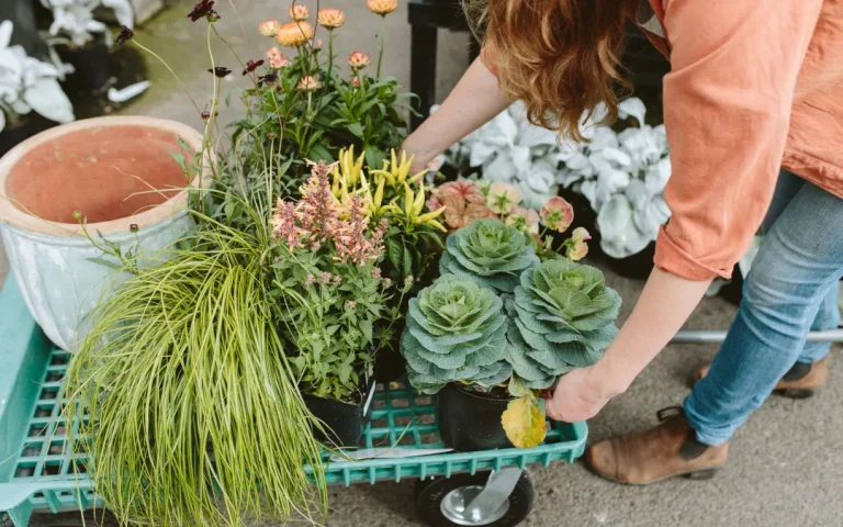 Succulent Garden Installation Services – Transform Your Outdoor Space with Professional Expertise